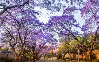 The Contrasting Realities of ‘Jacaranda Season’ at Makomborero Zimbabwe